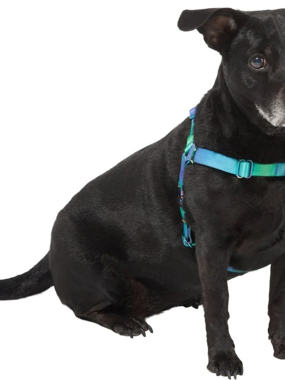 Frisco Ombre Style Dog Harness XL 29-44.5